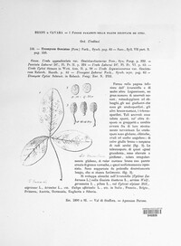 Uromyces genistae image